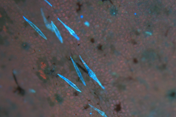 Micro-paisajes de turbera: una exploración entre ecología, microscopía y estética.